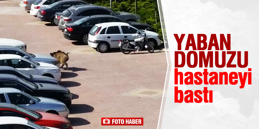 Yaban domuzu hastaneyi bastı