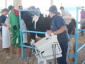 59 aileye 118 baş gebe düve dağıtıldı