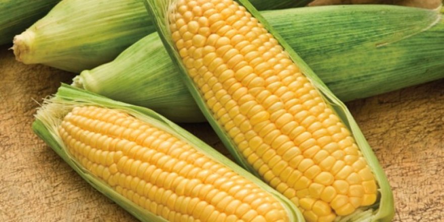 TMO, 500 bin ton mısır ithal edecek