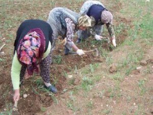 Karaman'da kadın çiftçiler eğitildi