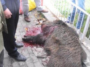 Aç kalan yaban domuzu pazara daldı: 2 yaralı