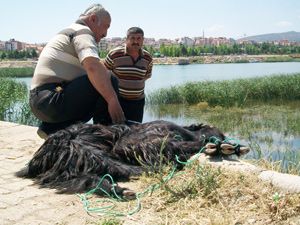Beyşehir Gölü'nde adak kurbanı kesildi