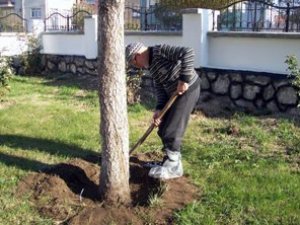 92 yaşındaki dedenin ağaç sevgisi