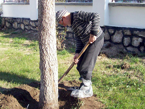 92’lik dedenin ağaç sevgisi