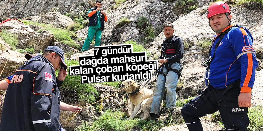 7 gündür dağda mahsur kalan çoban köpeği Pulsar kurtarıldı