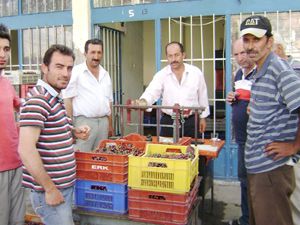 Halkapınar'da kiraz alımı başladı