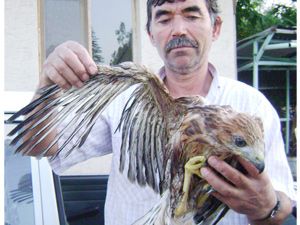 Gölete düşen kartal kurtarıldı