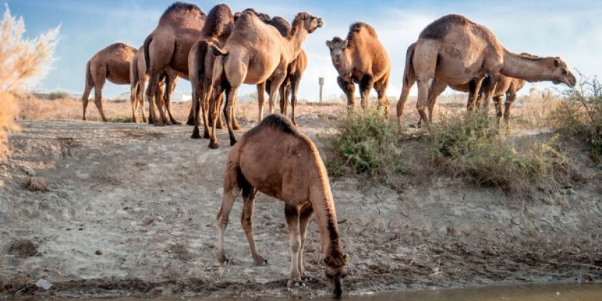 15 bin Katar devesi sınır dışı edildi