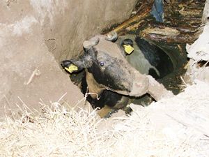 Çukura düşen ineği havlayan köpek kurtardı