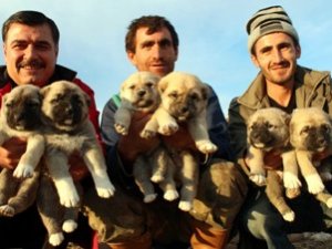 İki köpek bir seferde 22 yavru dünyaya getirdi