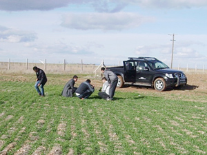 Sarayönü'nde hububat ekili tarlalar incelendi