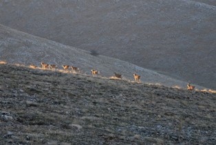 Anadolu yaban koyunları sayılıyor