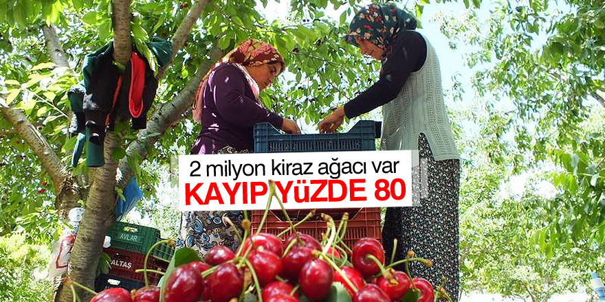 Kirazda kayıp yüzde 80 oldu