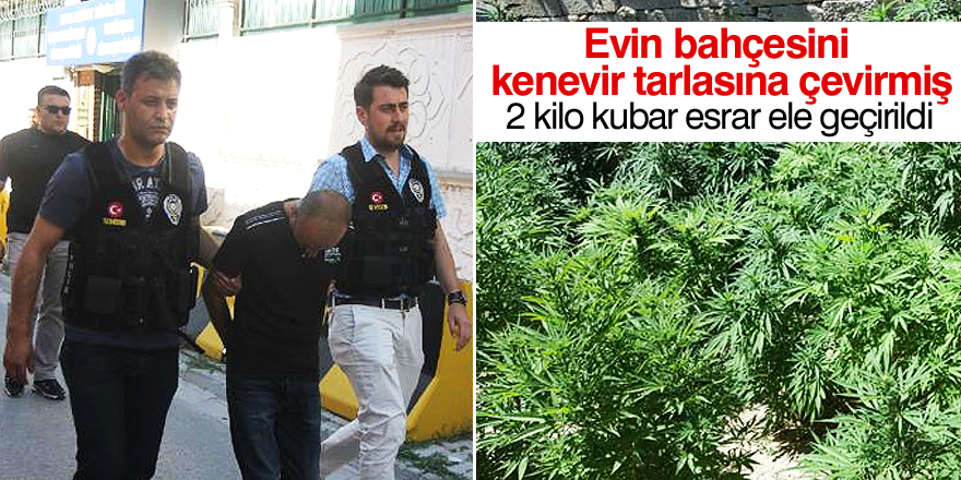 Evin bahçesini kenevir tarlasına çevirmiş
