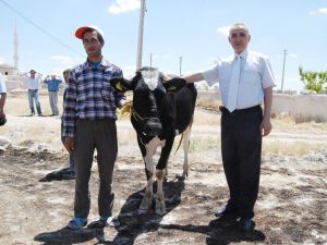 Çiftçilere 178 adet gebe düve dağıtıldı