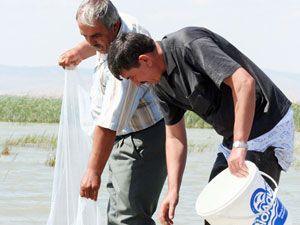 Beyşehir Gölü'ne 150 bin sazan bırakıldı