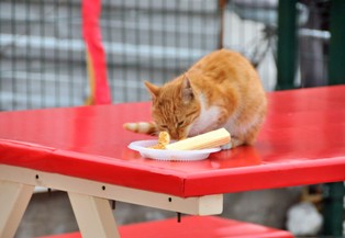 Kedinin pasta keyfi!