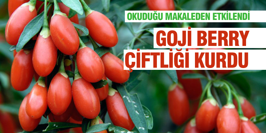 Makaleden etkilenip goji berry çiftliği kurdu