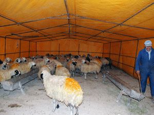 Hayvan sahipleri hafta sonundan umutlu