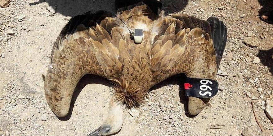Suriye sınırında casus kuş yakalandı