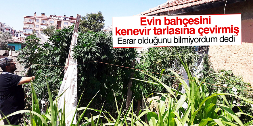 Bahçede 300 kök Hint keneviri bulundu