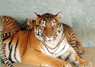 Bengal kaplanı ikinci kez dördüz doğurdu