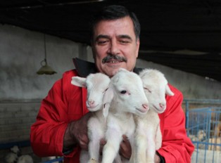 Beyşehir'de kuzu cenneti