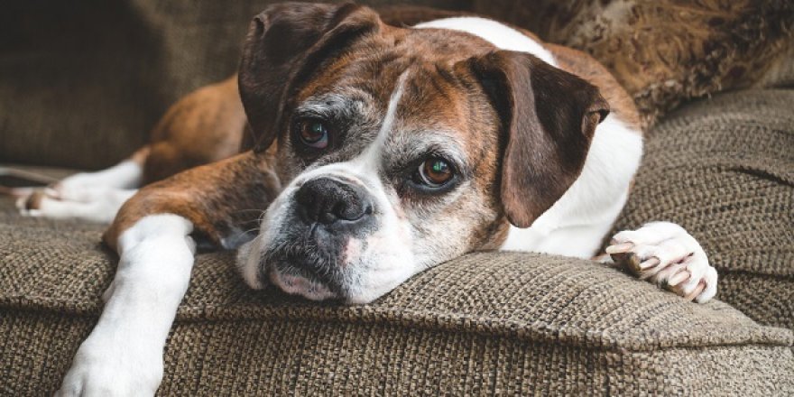 Yaşlı Köpek Maması İçeriğinde Neler Olmalı?