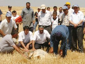 Sarayönü'nde hasat dualarla başladı