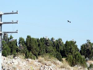 Yavru leylekler uçmayı öğrenirken telef oluyor