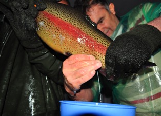 Bu balık çiftliğinde verim yüzde 90