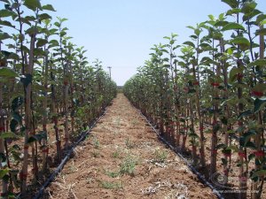 2012'de bin adet kiraz fidanı dağıtıldı