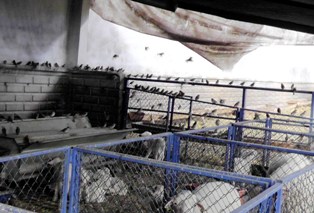 Kuş sürüleri koyun çiftliğine dadandı