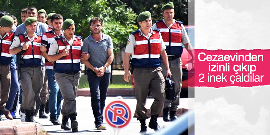 Cezaevinden izinli çıkıp, hayvan hırsızlığı olayına karıştılar