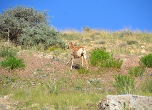 Yaban koyunları sayıldı