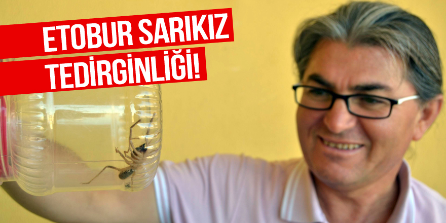 Konya’da etobur örümcek ‘sarıkız’ tedirginliği