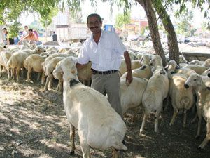 170 çiftçi ailesine damızlık koç dağıtıldı