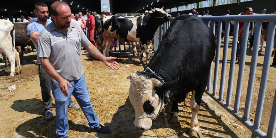 Pazarın gözdesi "Aliş" alıcısını bekliyor