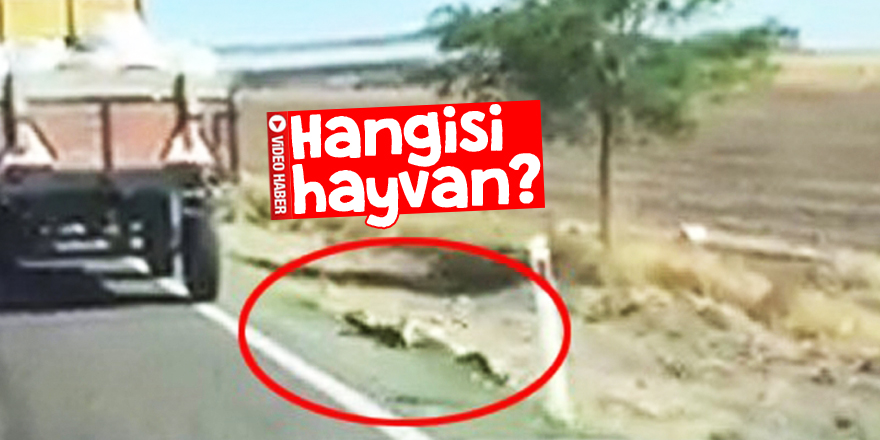 Bunu yapan insan olamaz