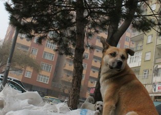 Köpeklerin kedi nöbeti