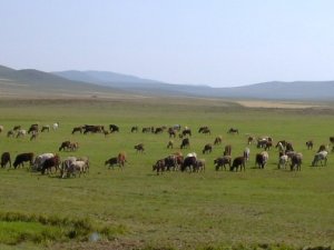 Şehre yakın mera ve yaylalar imara açılıyor