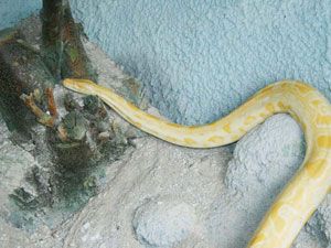 Hayvanat Bahçesi’ne 5 metrelik piton