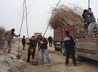 Karatay'da 2013 fidanları hazır
