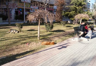 Parkın tartışması olan köpekler