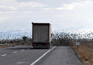 Sıgırcıkların tehlikeli yolculuğu