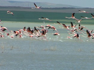 Kulu'da su kuşu sayımı yapıldı