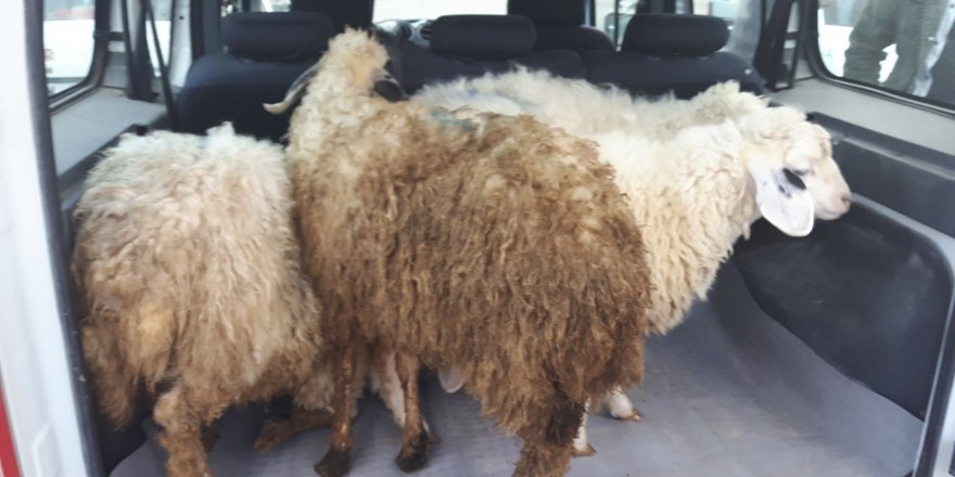 Çaldığı koyunları satmak isterken yakalandı