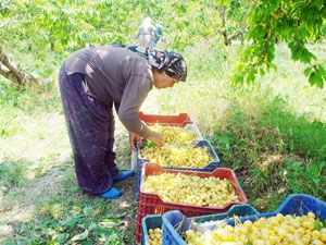 Yağışlar beyaz kiraz üretimini olumsuz etkiledi