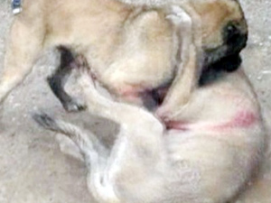 Köpek dövüşü vahşeti