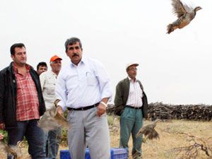 Karaman'da doğaya 500 kınalı keklik bırakıldı